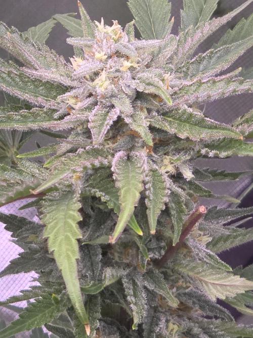 Cherry Cola Auto FB42. Week 10