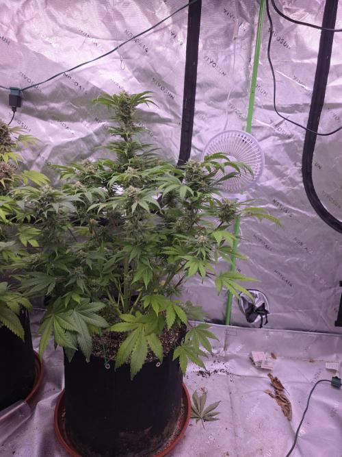 Cherry Cola Auto FB42. Week 10