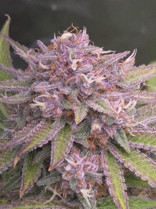 Cherry Cola Auto FB42. Week 10