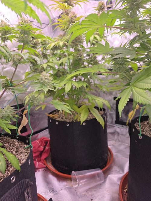 Cherry Cola Auto FB42. Week 10