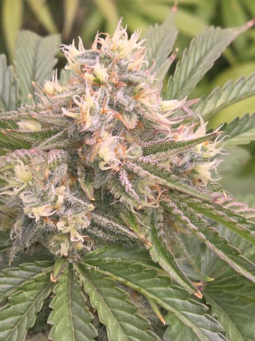 Cherry Cola Auto FB42. Week 10