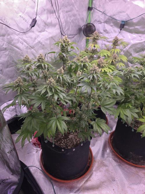 Cherry Cola Auto FB42. Week 10