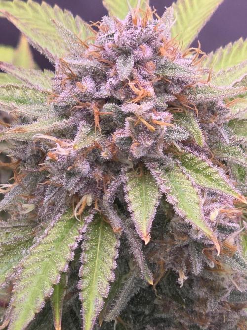 Cherry Cola Auto FB42. Week 11