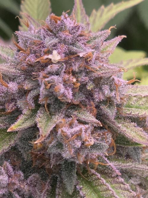 Cherry Cola Auto FB42. Week 11