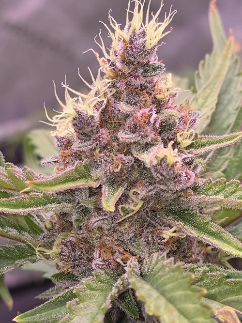 Cherry Cola Auto FB42. Week 11