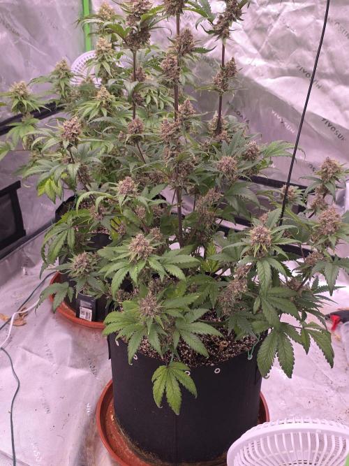 Cherry Cola Auto FB42. Week 11