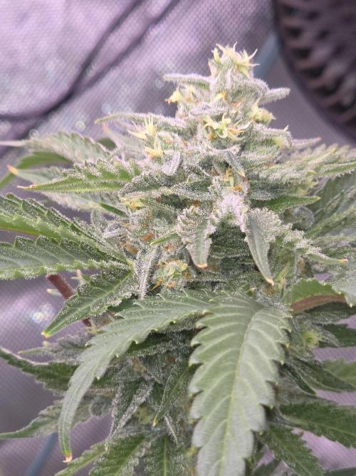 Cherry Cola Auto FB42. Week 11