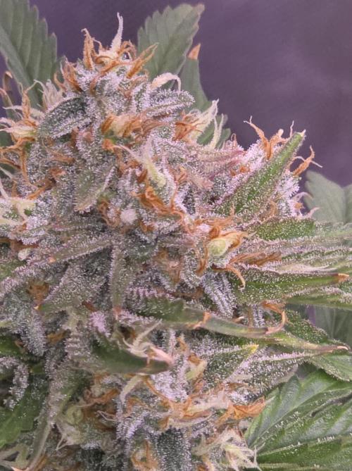 Cherry Cola Auto FB42. Week 11