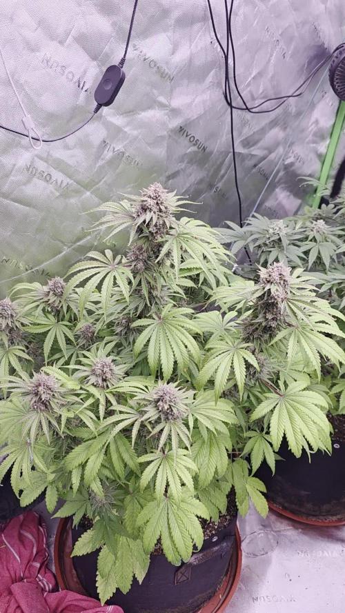 Cherry Cola Auto FB42