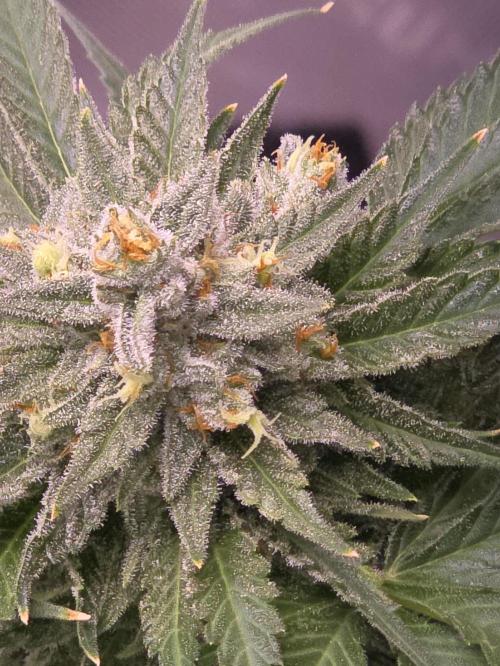 Cherry Cola Auto FB42. Week 12