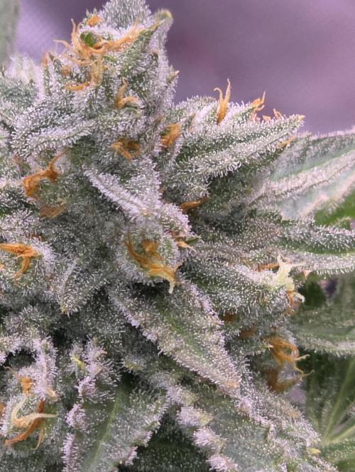Cherry Cola Auto FB42. Week 12