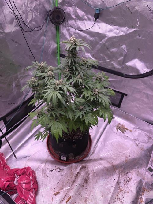 Cherry Cola Auto. Week 12
