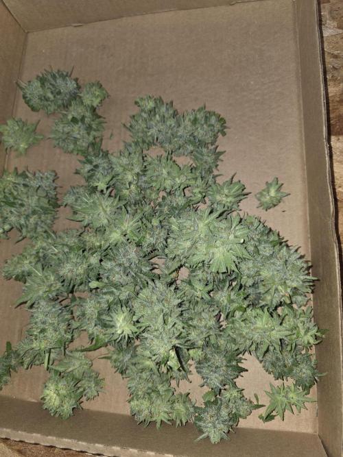 Cherry Cola Auto FB42. Week 13