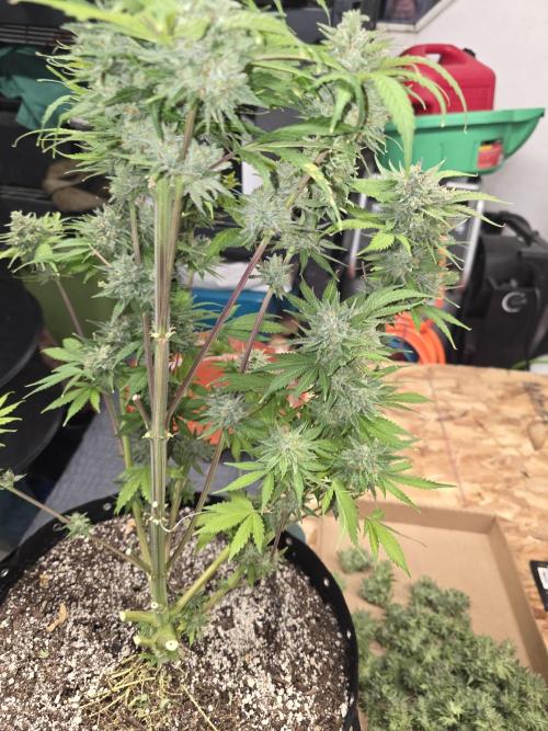 Cherry Cola Auto FB42. Week 13