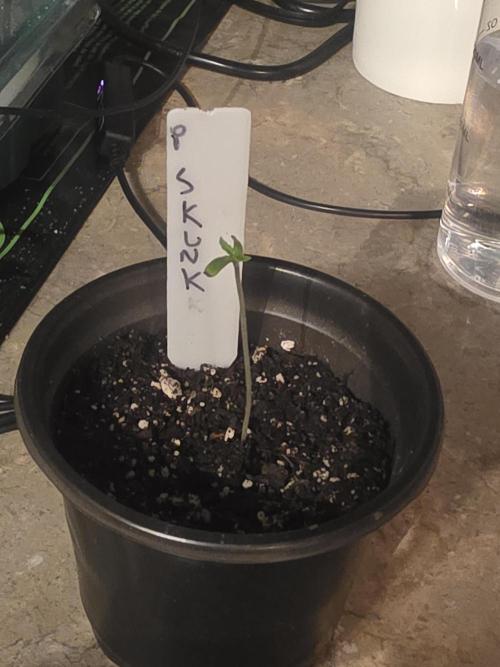 Purple Skank. Week 0