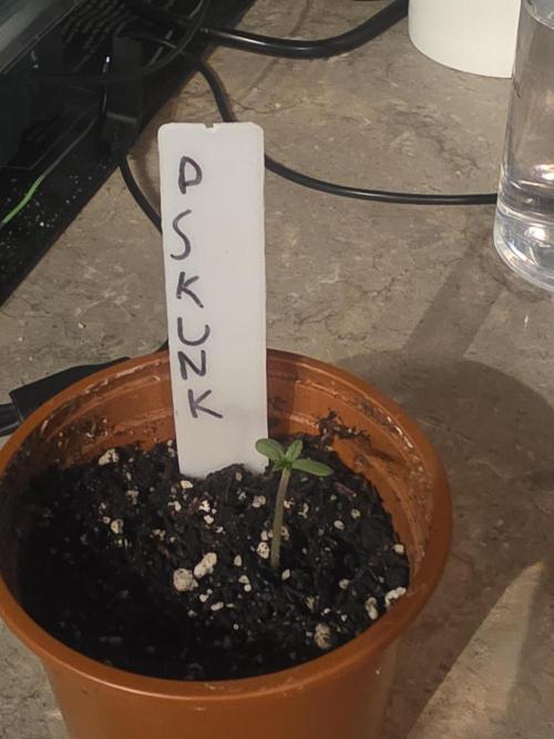 Purple Skank. Week 0