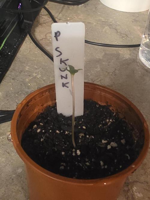 Purple Skank. Week 0