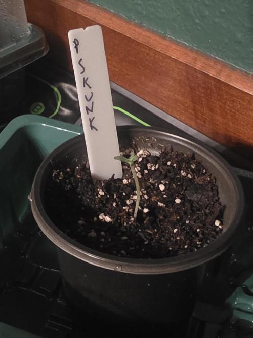 Purple Skank. Week 0