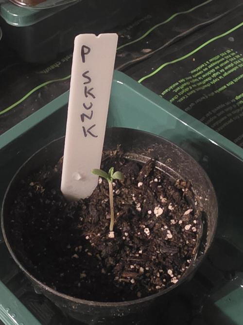 Purple Skank. Week 0