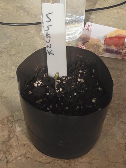 Super Skank. Week 0