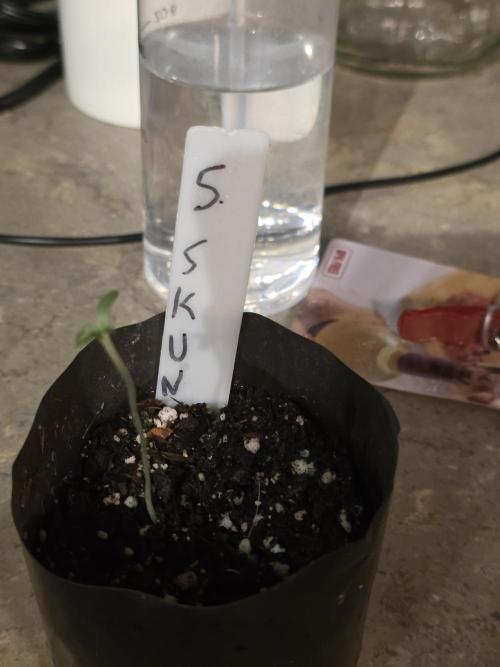 Super Skank. Week 0