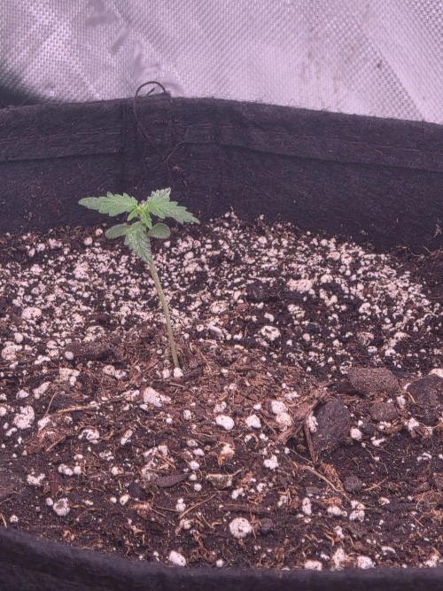 Purple Skank. Week 1