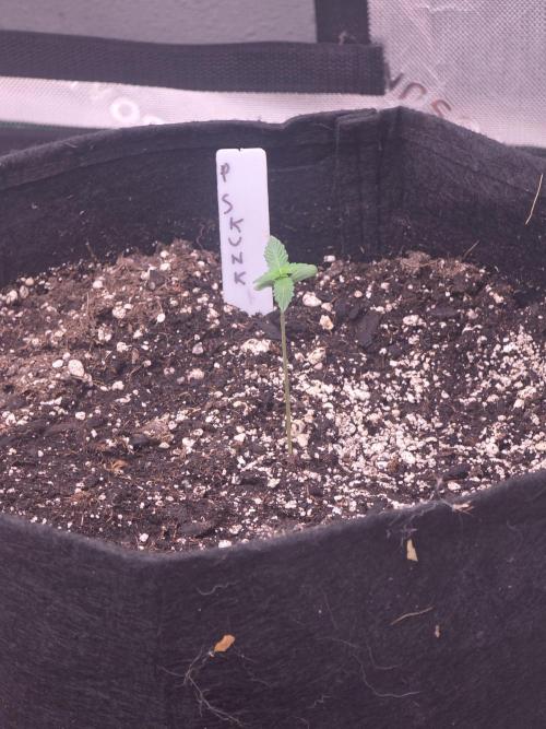 Purple Skank. Week 1