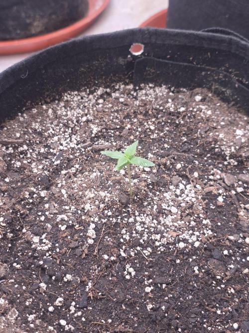 Purple Skank. Week 1