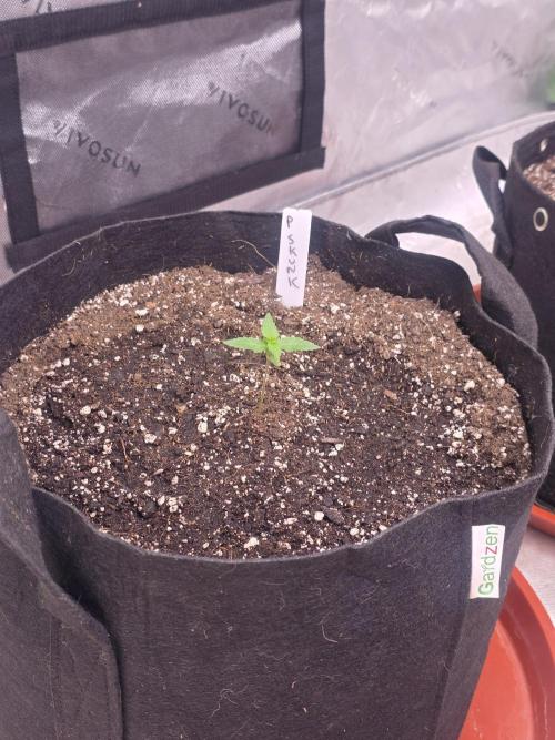 Purple Skank. Week 1