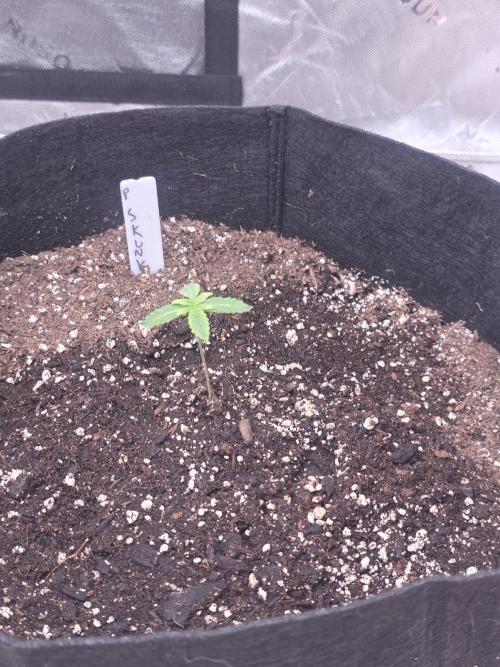 Purple Skank. Week 1