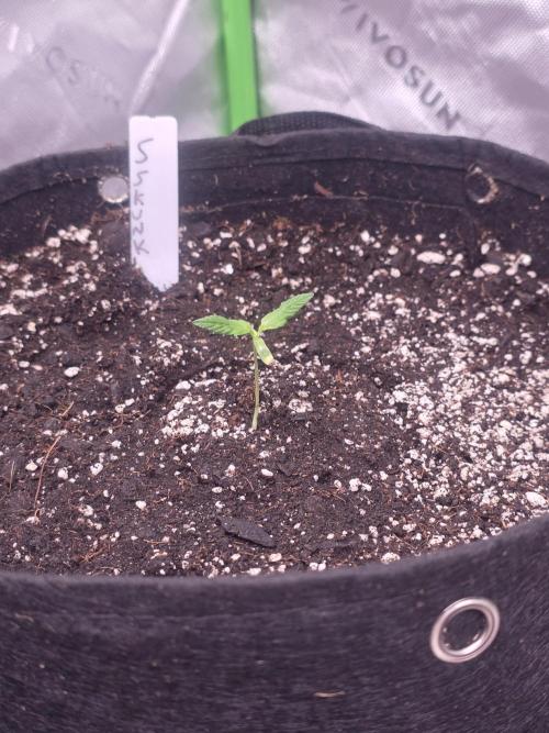 Super Skank. Week 1