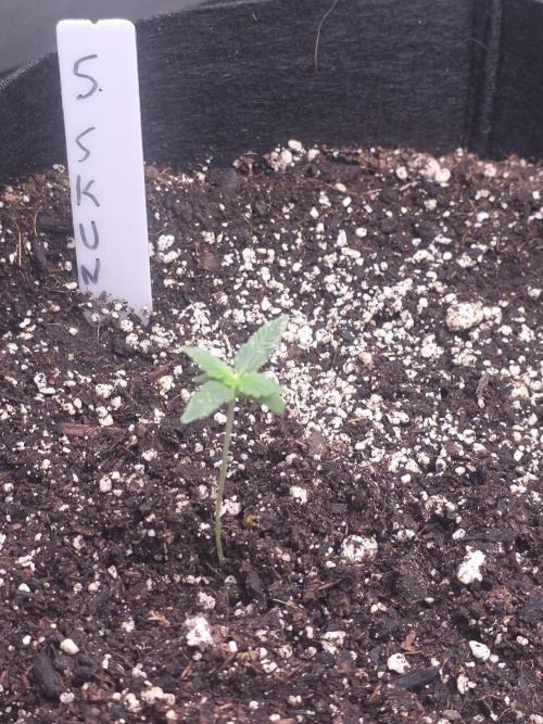 Super Skank. Week 1