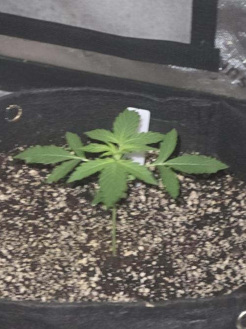Purple Skank. Week 2