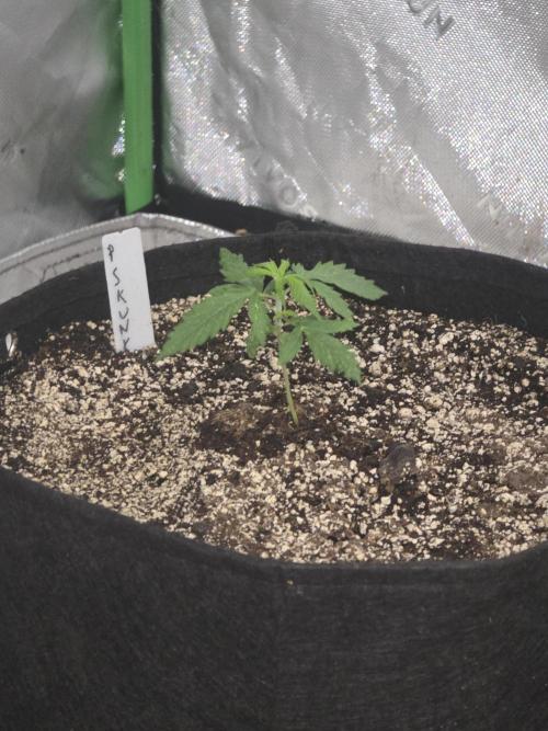 Purple Skank. Week 2