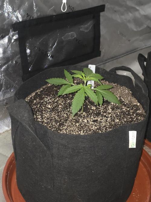 Purple Skank. Week 2