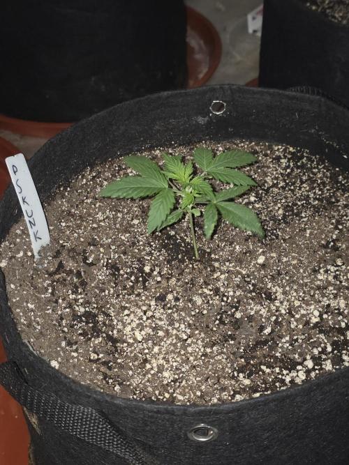 Purple Skank. Week 2