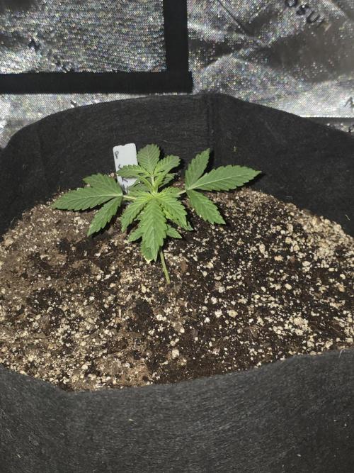 Purple Skank. Week 2