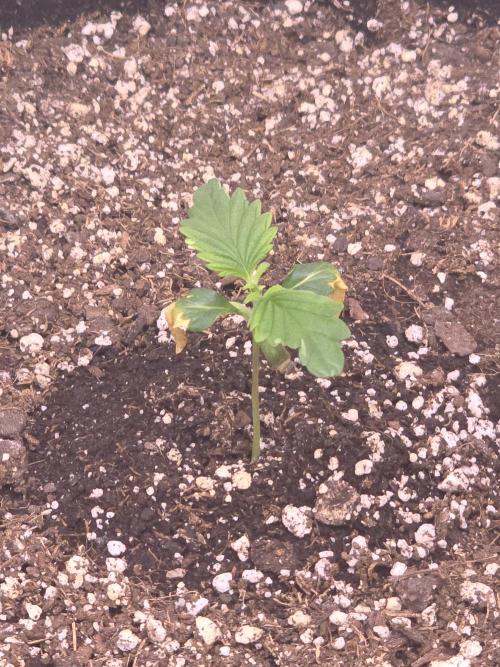Super Skank. Week 2