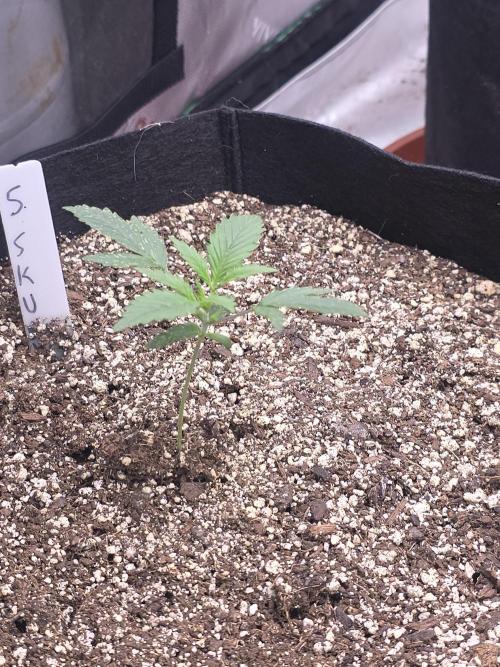 Super Skank. Week 2
