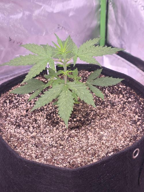 Purple Skank. Week 3