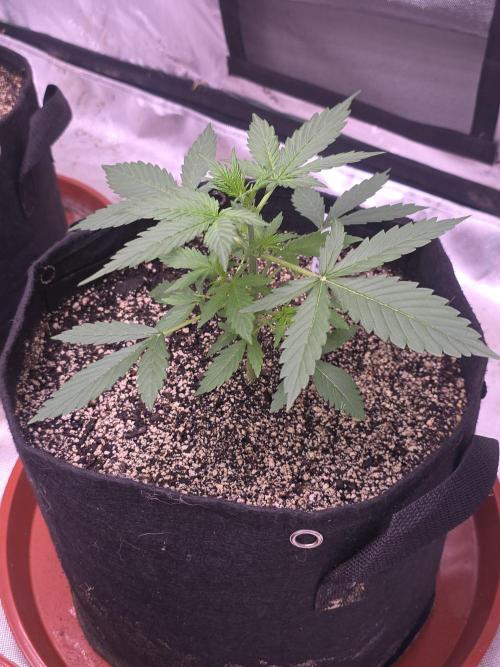 Purple Skank. Week 3