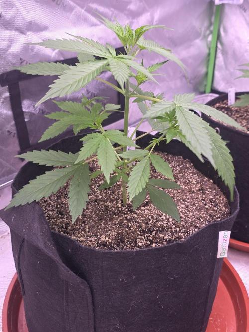 Purple Skank. Week 3