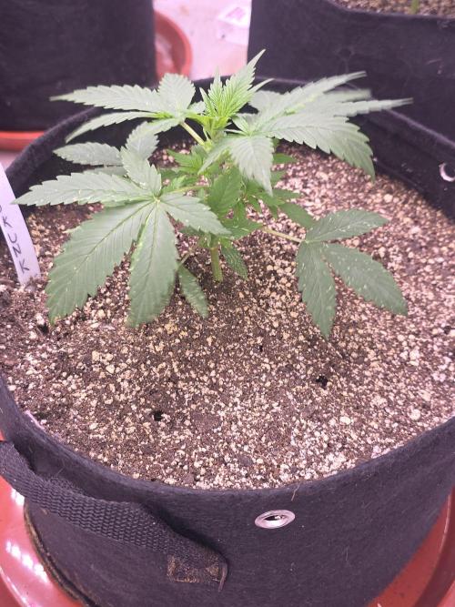 Purple Skank. Week 3