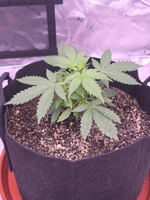 Grow Tent S848 96"x48"x80". Week 3