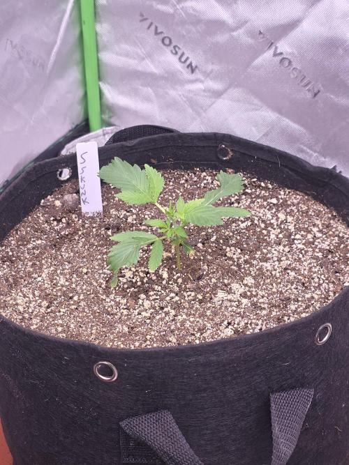 Super Skank. Week 3