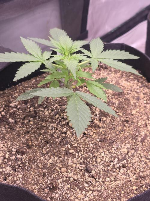 Super Skank. Week 3
