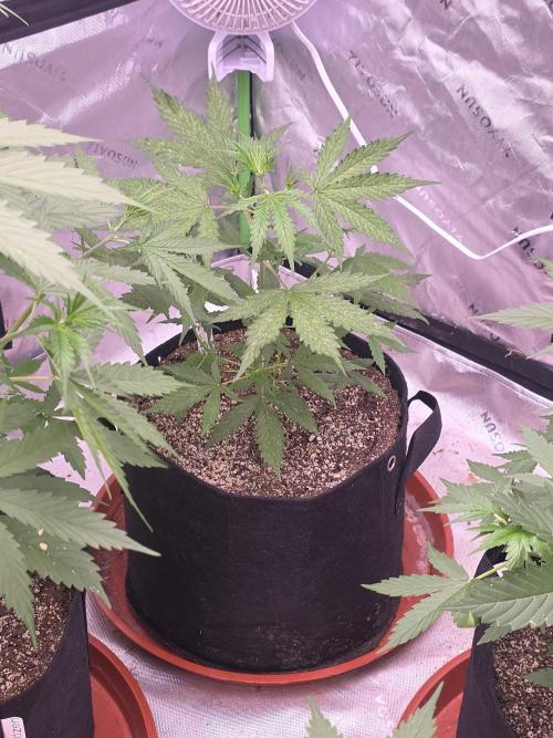Purple Skank. Week 4