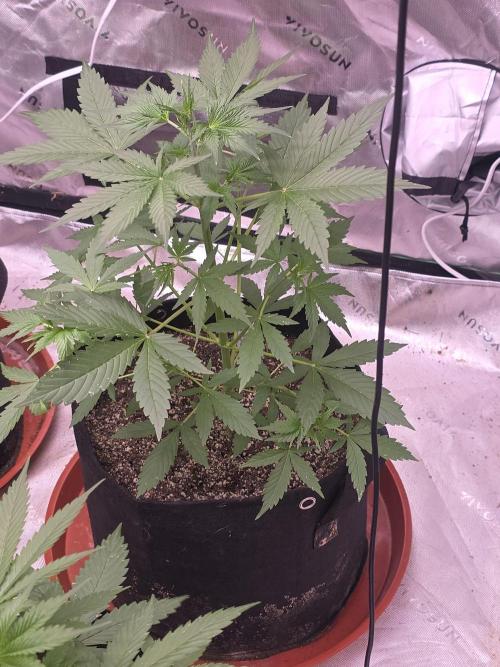 Purple Skank. Week 4
