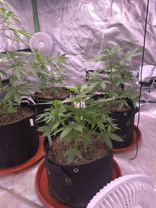 Purple Skank. Week 4