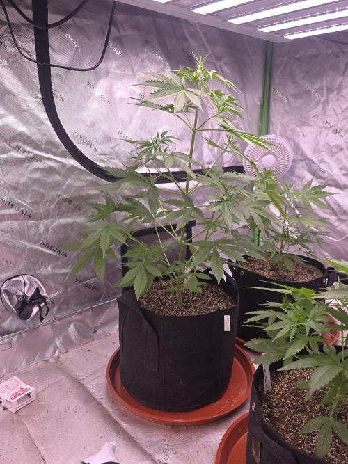 Purple Skank. Week 4